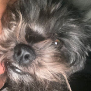 Meet your Posher, Rose